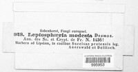 Leptosphaeria modesta image